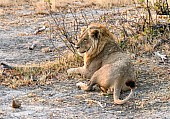 Young Male Lion