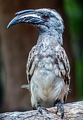 African Grey Hornbill on Old Stump