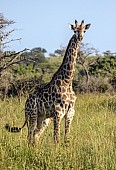 Giraffe Female