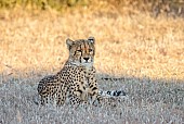 Cheetah Youngster