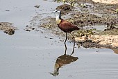 African Jacana