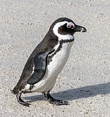 African Penguin