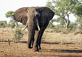 African Elephant Eager for Drink