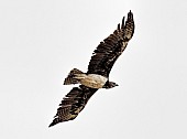 Martial Eagle in flight