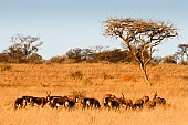 African Acacia Trees and Grazing Blesbok