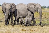 Elephant Females with Babies