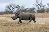 White Rhino Reference Photo