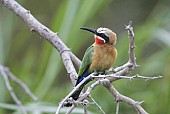 White-fronted bee-eater