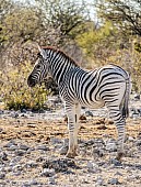 Zebra Foal