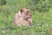 Lioness Looking to Side