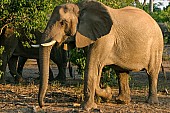 Elephant Female Side-on View