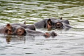 Hippo Pair Floating