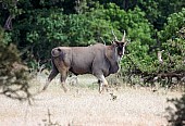 Eland