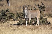 Eland