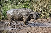 Buffalo Bull in Mud Wallow