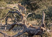 Cheetah Youngsters on Dead Tree