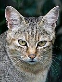 Captive African Wild Cat