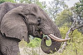 Elephant Feeding, Close-up