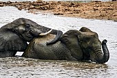 Elephant Bulls Playing in Water