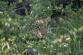 Leopard Peering from Green Vegetation