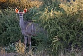 Female Kudu