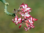 Flowers of the Impala Lily on green background
