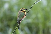 Little Bee-Eater