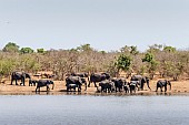 Elephant Herd Gathering to Drink