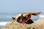 Close-up of Goat's Head with Rocks in Foreground