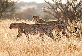 Cheetah in Morning Light