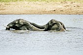 Elephant Duo in Water