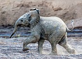 Elephant Youngster Running, Side View