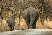 White Rhinoceros Female and Juvenile