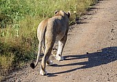 Lioness Walking Away from Camera