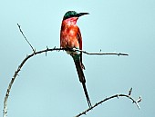 Carmine bee-eater