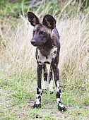 Wild Dog