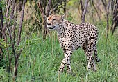Male Cheetah, Three-Quarter View