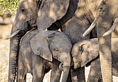 Affectionate Elephant Youngsters