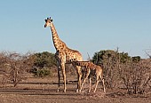 Giraffe Mother and Baby