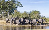 Elephants Grouping to Cross River