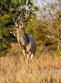 Kudu Bull