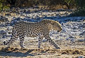 Leopard at Full Stride