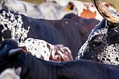 Nguni Cattle Close-up