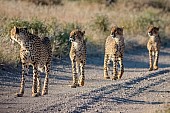 Cheetah Mother with Trio of Youngsters