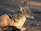 Black-backed Jackal