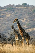 Giraffe Pair in Acacia Thornveld