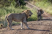 Lion Males in Road