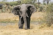 African Elephant Reference Photo