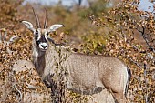 Roan Antelope