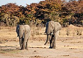 Pair of Elephant Bulls